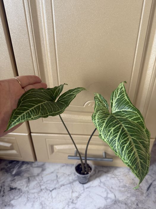 Сингониум  «Батик»