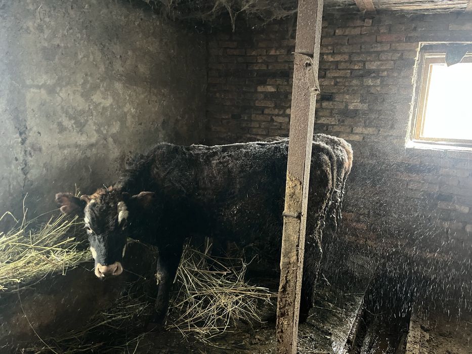 Төрт бас буқа сатылады,екеуі бір жас