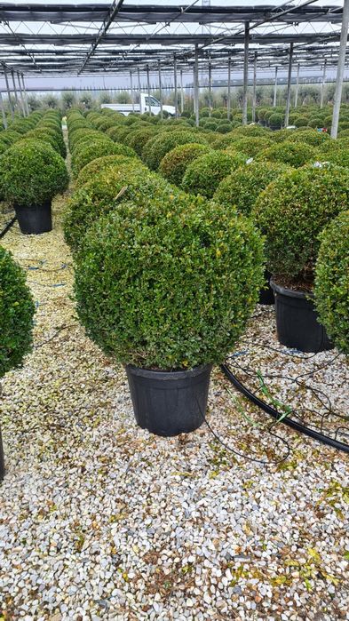Buxus cryptomeria japonica