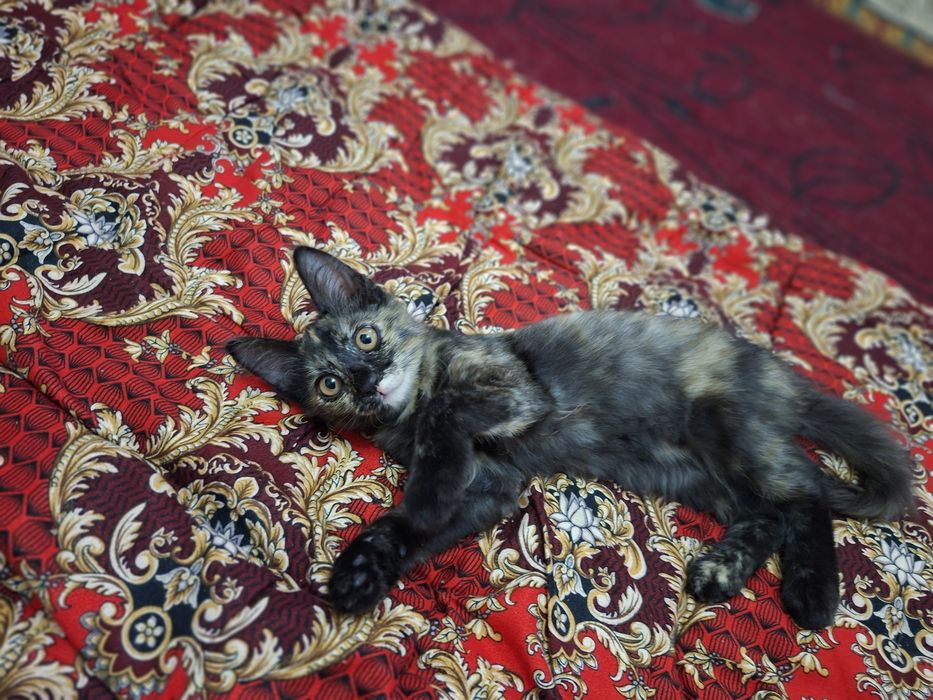Отдам в добрые руки котёнка