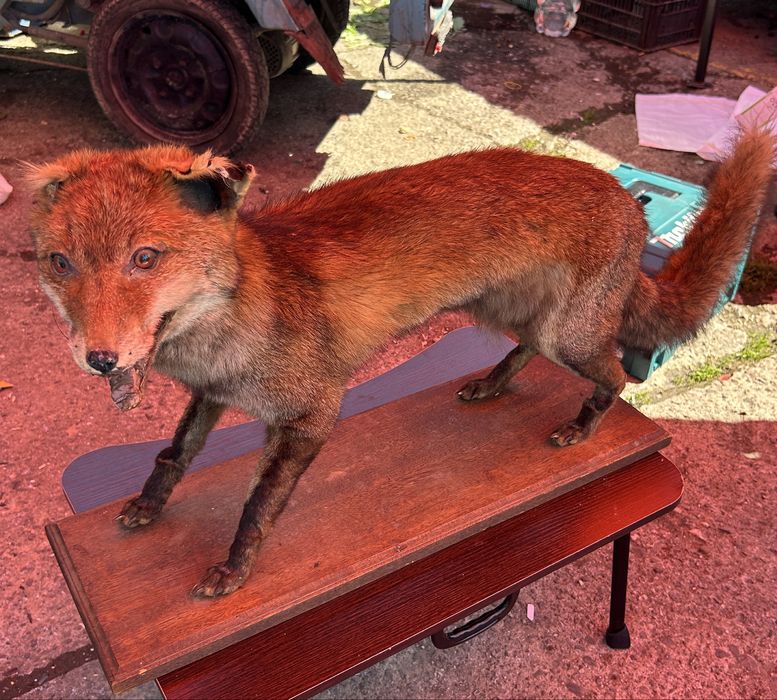 Vulpe Impaiata 80 cm