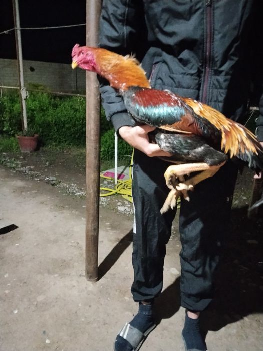 Dakan xoʻroz tuxumlari bor kariya zoti tuxumlari 25000 dan