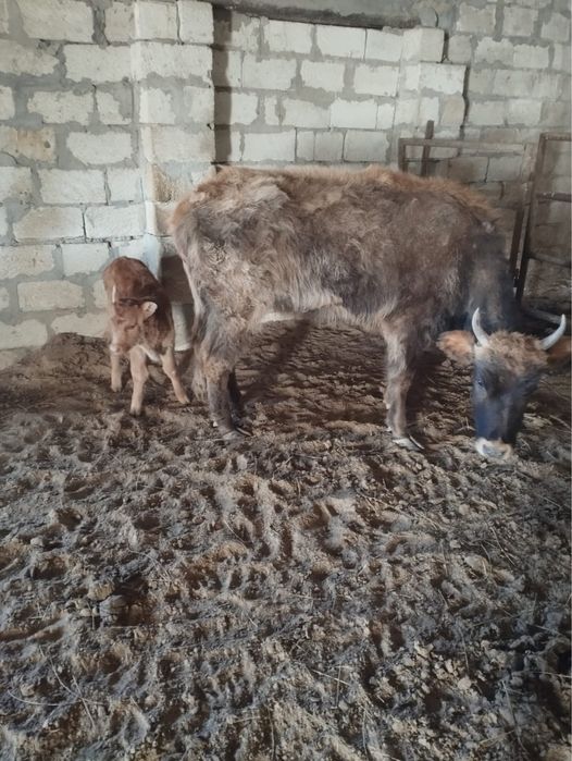 Сиыр сатылады бұзауымен