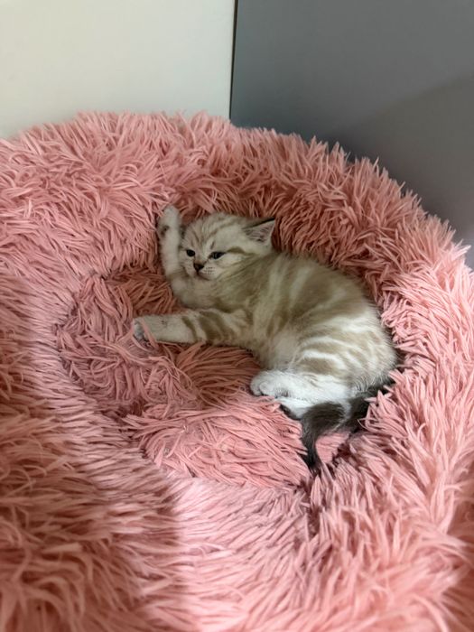 Продается котята