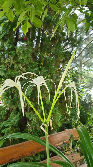 Комнатные цветы.