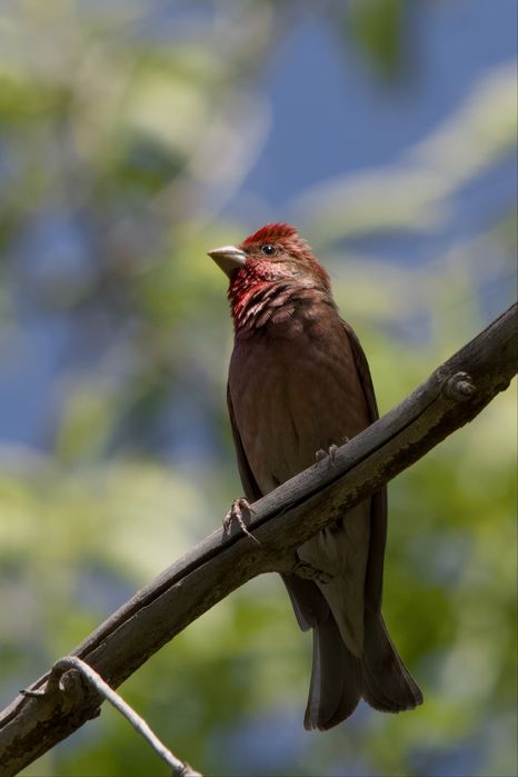 Зеркальный фотоаппарат Canon EOS 2000d