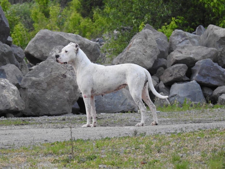 Dogo Argentino/Dog Argentinian