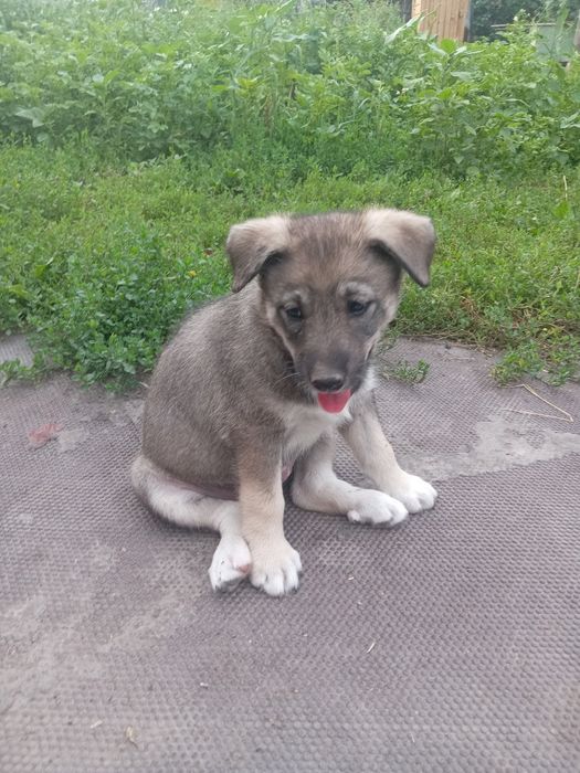 Отдам щенка бесплатно