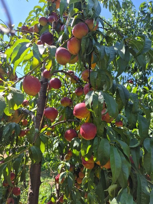 Vand nectarine si piersici!