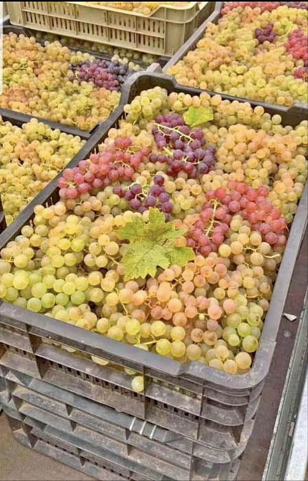 Struguri de vin