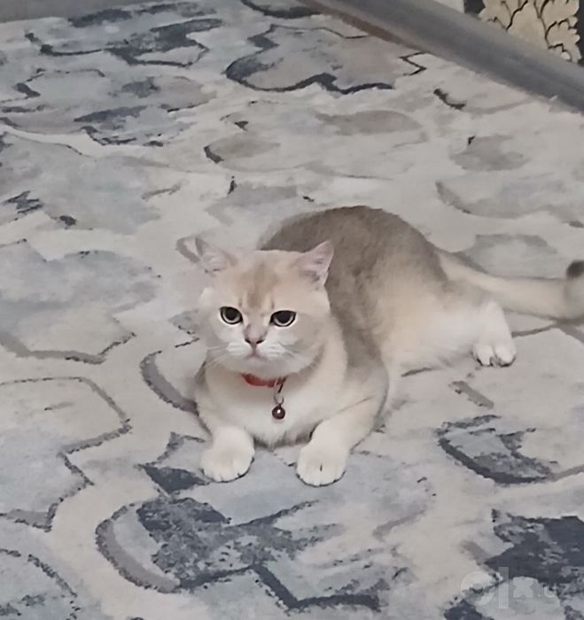 Продаётся кот породистый