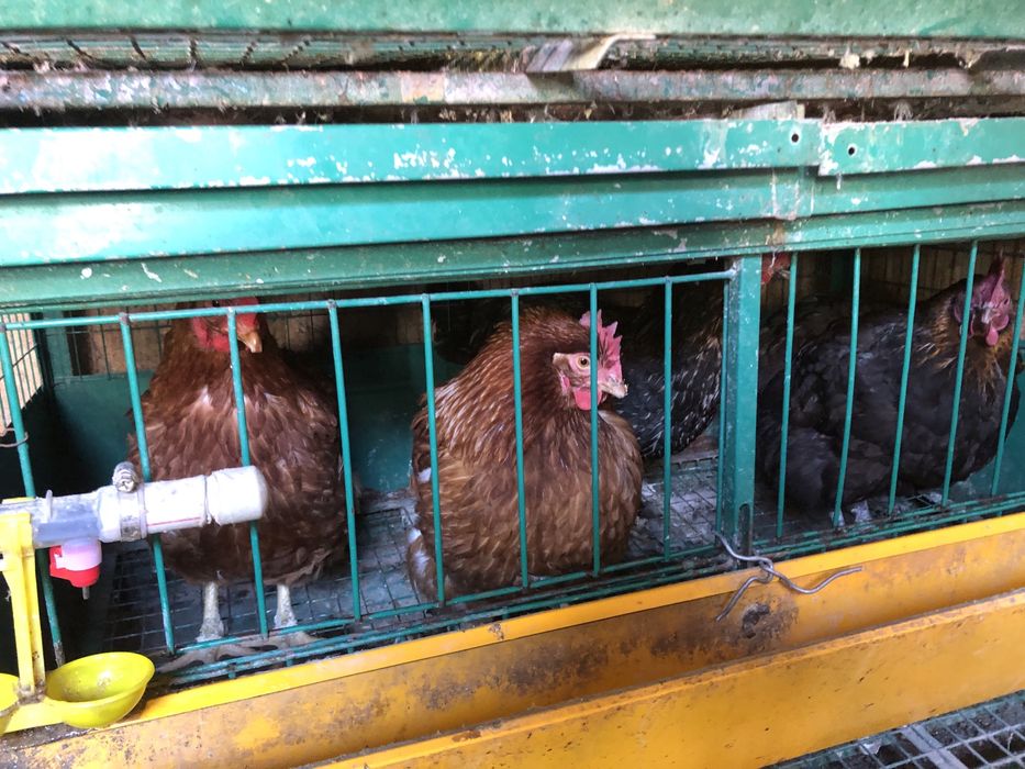 Продам срочно жирный курей