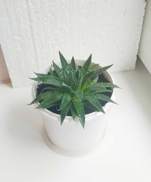 Алое остистое комнатное