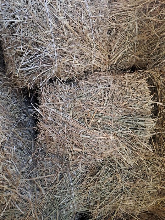 Шөп табиғи корм для животных