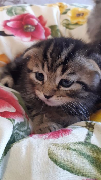 Продам ласковых котят