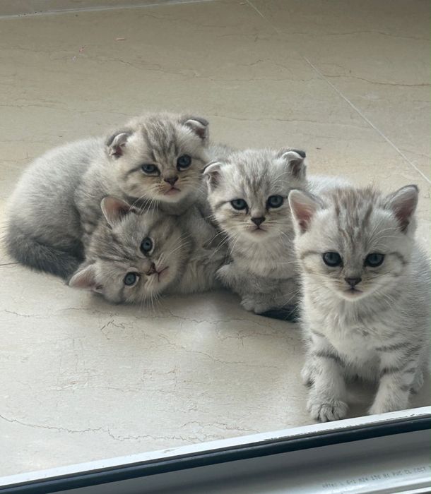 Вислоухий котенок скоттиш фолд