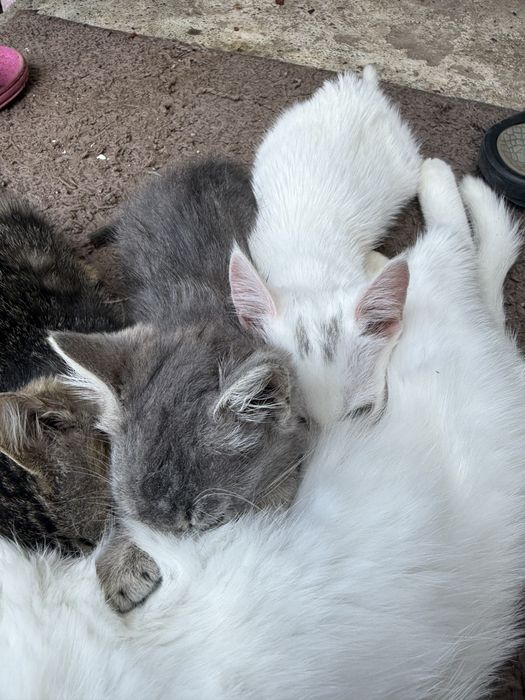 Отдам котят 3 месяца девочки