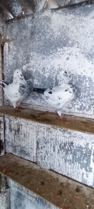 Porumbei kingi scurți