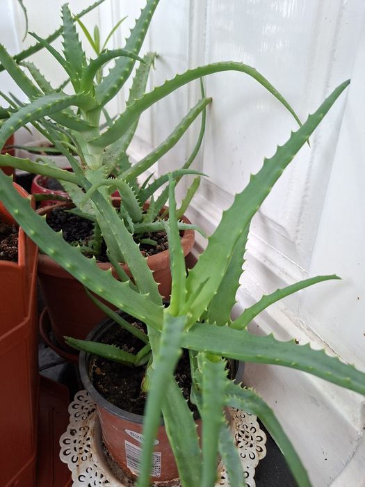 Aloe vera //de aproape// si //3 ani medicament