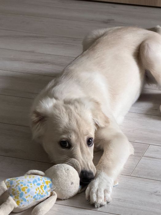 Adopție pui golden retriever