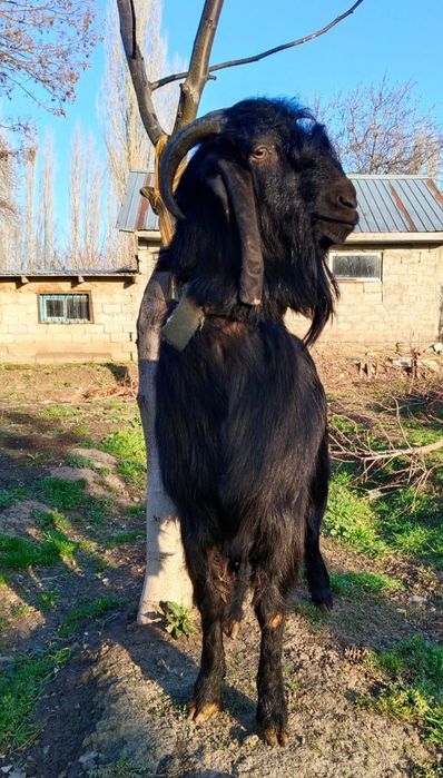 Индийский козёл БИТАЛ