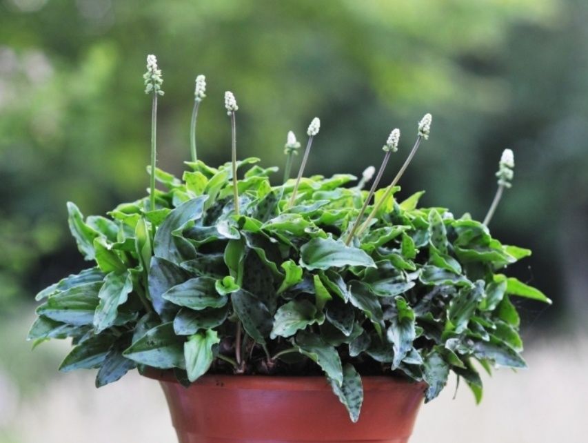 Комнатные растения