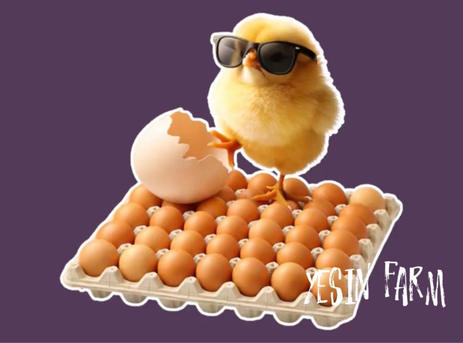 Ломан браун инкубационные яйца несушки – отличная выводимость