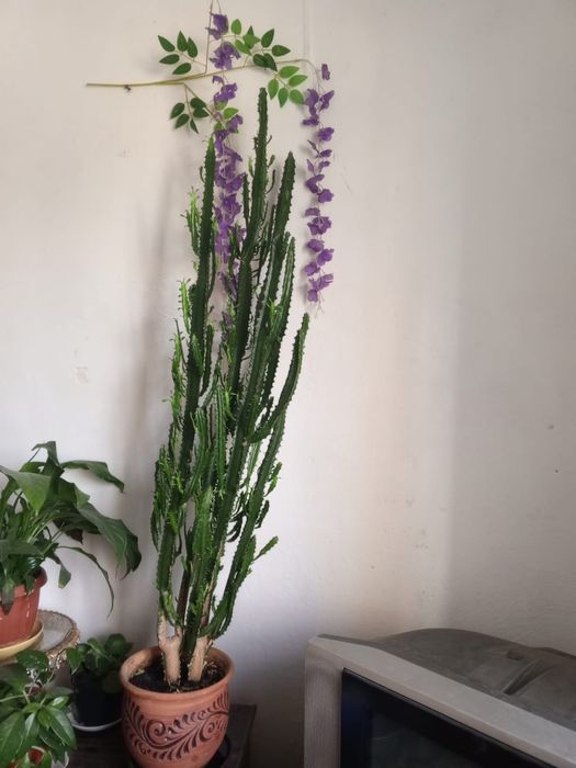 Продам цветок молочай