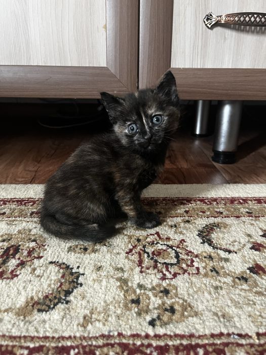 Отдам котенка девочка