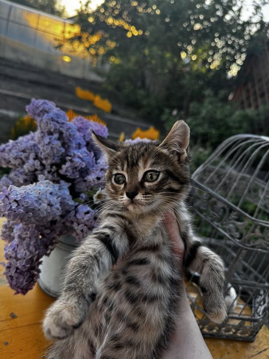 Отдам котенка в хорошие руки