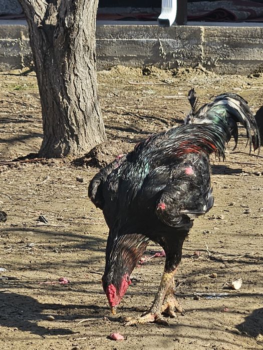 Дакан Жұмыртқа Яйцо