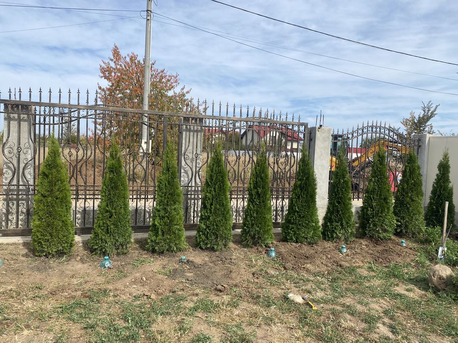 Tuia smarald cu transport si plantare