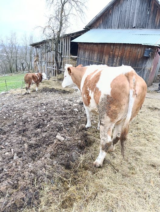 Vând Bălțata românească