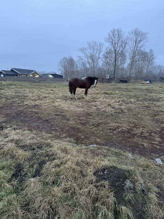 Жеребец владимеровский тяж