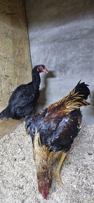 Дакан бойцовая птица