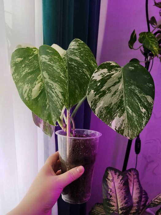 Монстера Альба продам