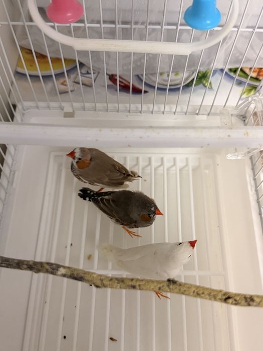 Продам амадинов с клеткой.