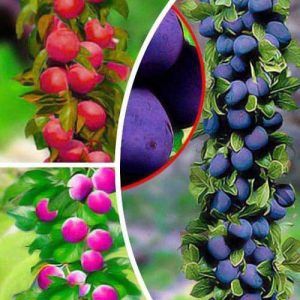 Pomi Fructiferi Columnari PRUN