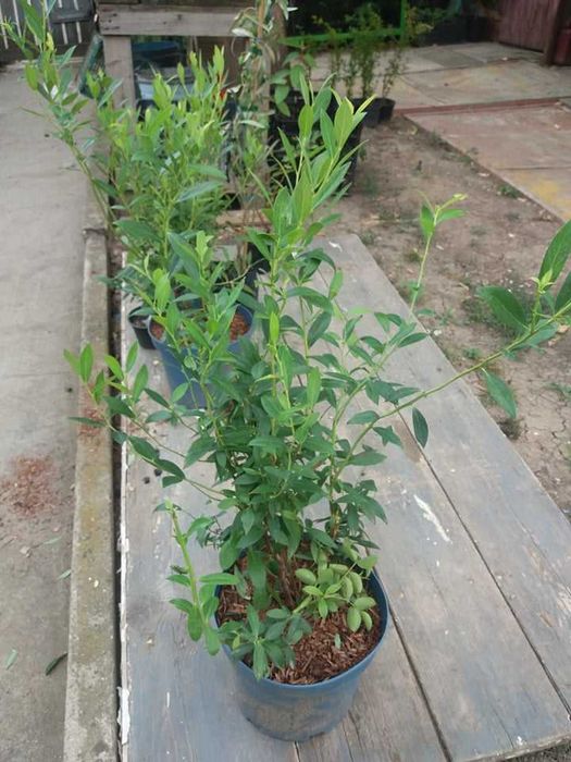 Боровинка - Разсад и Замразен плод