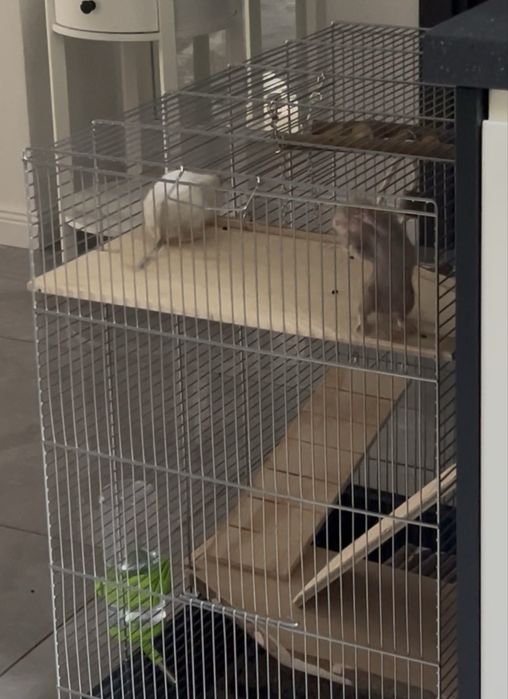 2 veverite Degu