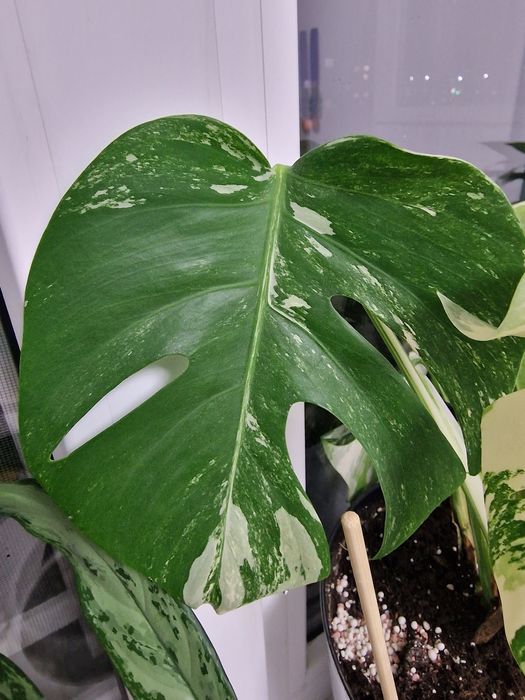 Продам черенки монстеры альбы вариегатной