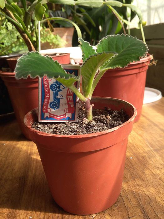 Зацветающий цветок Глаксинии, 1,5г. фиолетового от-ка. Комнатные цветы