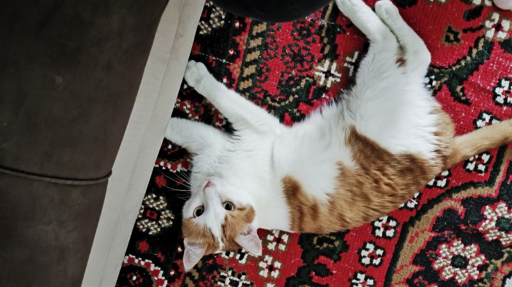 Отдам кота совсем кошачьим добром