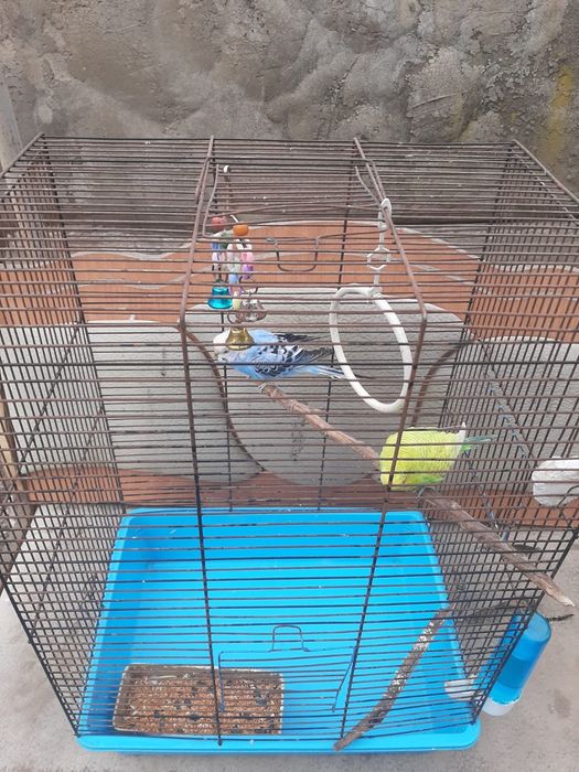 Волнистые попугаи, вместе с клеткой
