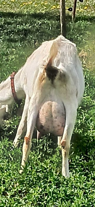 Vând trei ieduțe sannen tinere