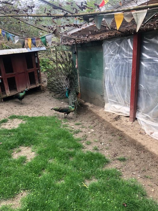 Oua de paun pt incubat