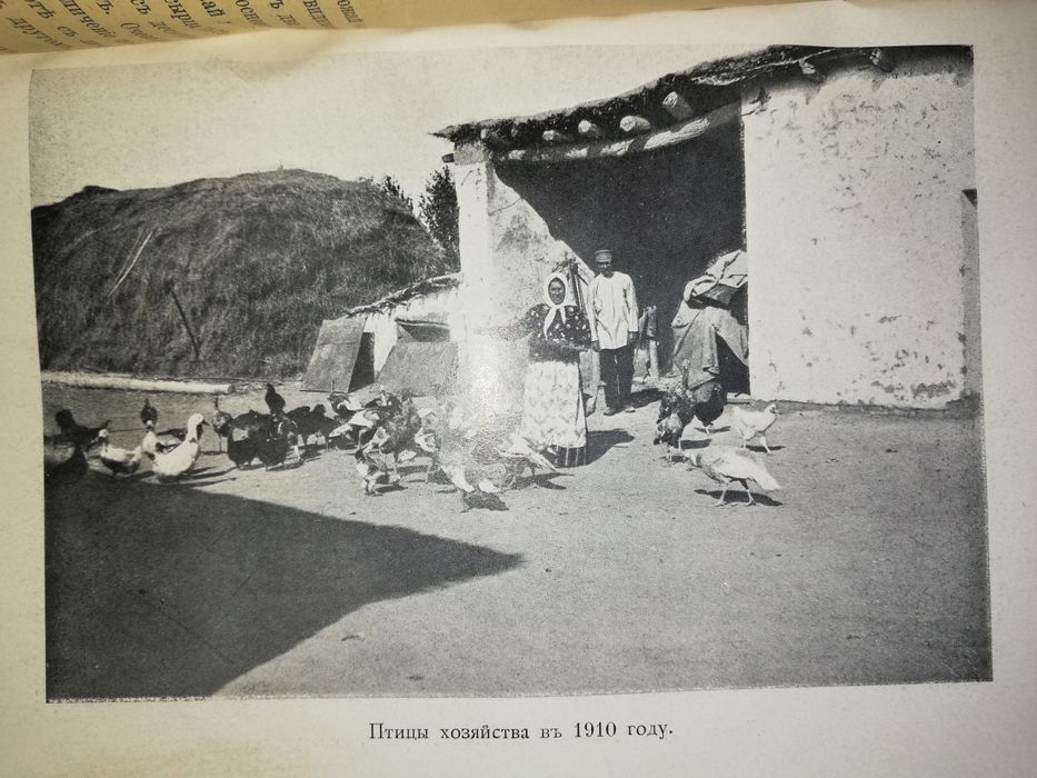 Носков "Хлопковое хозяйство в голодной степи" 1914 г.