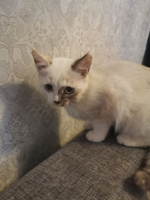 Котенок в добрые руки
