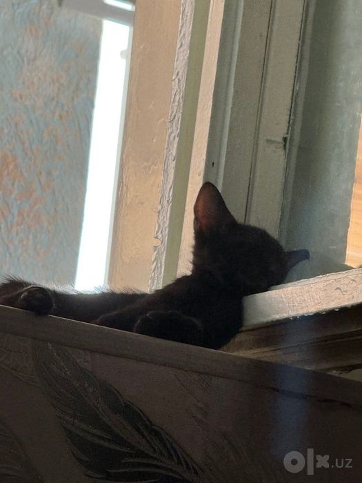 Котята, отдам их даром