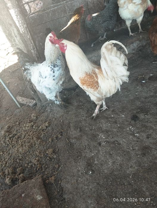 Домашни млади петлета!